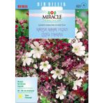 Gypsophila 1100 Tohum Elegance Mixed Bahar Yıldızı Çiçeği Tohumu