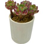 Haangarden Echeveria Blue Apple / Sukulent