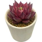Haangarden Echeveria Red Mood / Sukulent