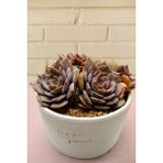 Haangarden Echeveria Zi Ji