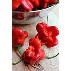 Hafif Acı Gül Biberi Starfish Pepper Tohumu / 5+ Adet Tohum