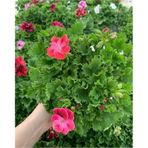 Hafsa Sultan Fuşya Ceylan Gözü Sardunya Fidanı 10-20 Cm
