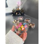 Handanca 6'lı Çift Cidarlı Mini Sosluk, Lokumluk, Drajelik, Kahve Yanı Ikram Tabağı Çerezlik Sunumluk Glrshop - Altın - Seçenek 1