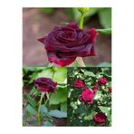 handanca Videolu Bordo Yediveren Kokulu (25 50 CM) 2 Adet Gül Fidanı Saksılı Aşılı Gül Burgundy Rose