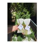Handmade Çam fidanı (keseli ve etiketli ) 25 adet