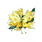 Hanımeli Fidanı Fidesi 10-20 Cm