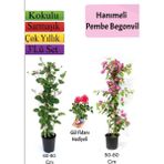 Hanımeli+ Pembe Begonvil+ Gül Fidanı Hediyeli