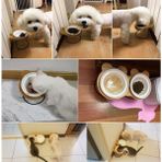Hanyang Çift Kase Seti S Sıcak Satış High-End Hayvan Mama Kabı Bambu Raf Seramik Kedi Köpekler Kediler Için Kaseler Besleme ve Içme Kaseler Evcil Hayvan Besleyici Aksesuarları (Yurt Dışından) - Renkli