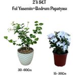 Harika Kokulu Ful Yasemin Çiçeği+Beyaz Bodrum Papatyası 2'li Peyzaj Seti