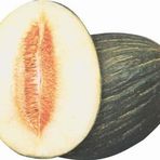 HASANBEY KAVUNU TOHUMU