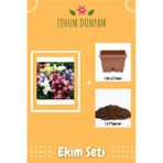 Haseki Küpesi Çiçek Tohumu Ekim Seti