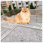 Hasır Levhalar, 304 Paslanmaz Çelik Delikli Levhalar - Balkon Korkuluk Koruması için Dekoratif Metal Ekran Paneli, Genişletilmiş Hasır Izgara/Çit Teli, Gizlilik Çiti (56x100cm)
