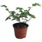 Hassas Küstüm Çiçeği 20-30 Cm Saksıda Mimosa Pudica