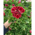 Hatice Sultan Koyu Kırmızı Ceylan Gözü Sardunya Fidanı 10-20 Cm