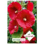 Hatim Çiçeği (alcea Rosea) Çiçek Tohumu 50 Adet