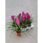 Hava Bitkisi (Tillandsia) Airplant 3 Adet