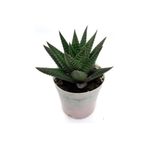Haworthia 5,5Luk Saksıda 8-10Cm Havortia Sukulent Havortia Kaktüs Sukulent Canlı Sukulent