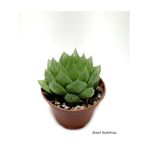 Haworthia Cooperi Sukulent