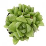 Haworthia Cuspidata Star Window Sukulent
