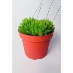 Haworthia Cymbiformis – Şeffaf Yapraklı Büyük Boy Sukulent