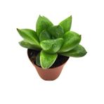 Haworthia Cymbiformis Sukulent Şeffaf Tepeli