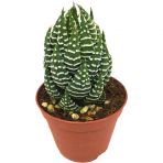 Haworthia Discata Nadir Tür