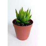 Haworthia Enon/Attenuata Beyaz Benekli Bol Yavru Veren Sukulent 5.5 Cm Kahverengi Saksıda
