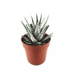 Haworthia Fasciata 'Alba' (Sukulent)