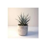 Haworthia Fasciata Alba Zebra Beyaz Seramik Saksılı
