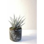 Haworthia Fasciata Alba Zebra Siyah Seramik Saksılı