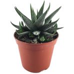 Haworthia Fasciata 'Concolor' (Sukulent)