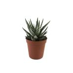 Haworthia Fasciata (Sukulent)