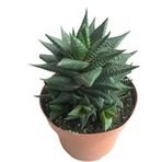 Haworthia Limifolia -12 CM LİK SAKSIDA