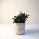 Haworthia Limifolia Beyaz Seramik Saksılı