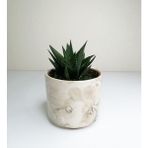 Haworthia 'limifolia' Mini Beyaz Seramik Saksılı