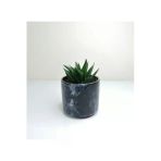 Haworthia 'limifolia' Mini Siyah Seramik Saksılı