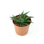 Haworthia limifolia
