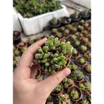 Haworthia Mini Bodur Tür 1 Adet