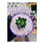 Haworthia Reinwardtii Özel Tür Haworthia