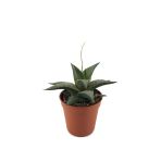 Haworthia Venosa Tessellata Sukulent
