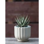 Haworthia Zebrina Yılanderisi Sukulent Bitki