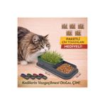 HAYHAYPETSHOP PEMBE KEDİ ÇİM TOHUMLARI HEDİYELİ ,1 ADET HİDROPONİK TOPRAKSIZ DOĞAL KEDİ ÇİM YETİŞTİRME KABI