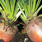HAYVAN PANCARI-YEMLİK PANCAR TOHUMU 10 GR ORT 300 AD TOHUM