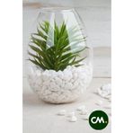 HB BOTANIC Cmdoğal Dolomit Taş 500 Gr 1-2 Cm Dekoratif Vazo Akvaryum Teraryum Taşı Beyaz.