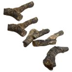 Healvian 5 Adet Bryozoan fosil tabakası çocuk oyuncak bulmaca oyuncaklar modeller öğretim aracı masaüstü süsleme antik hayvan sert taş örneklem süslemek modeli