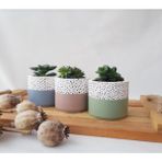 Heaven's Garden Hediyelik Beton Saksı Seti – Sukulent– Kaktüs– Dekoratif Eşya- Ev Dekerasyon - Saksı Seti