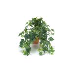 Hedera Helix Orman Sarmaşığı Askılı Saksı