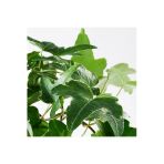 Hedera Helix - Orman Sarmaşığı Askılı Saksıda