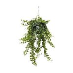 Hedera Helix Sarmaşığı Askılı Saksı Iç Mekan Salon Sarmaşığı
