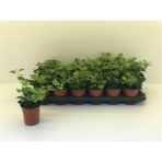 Hedera Helix Sarmaşığı Saksı Ofis Bitkisi Ev Bitkisi Salon Bitkisi Balkon Bitkisi 8,5 Cm.
